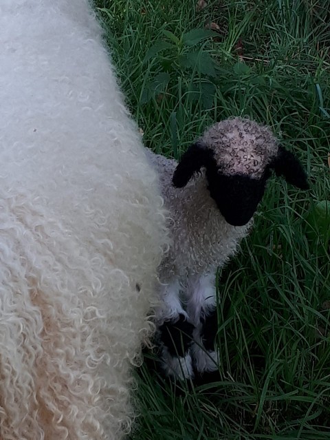 lamb