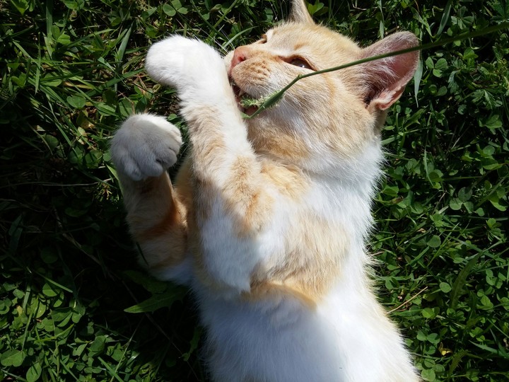 Cat