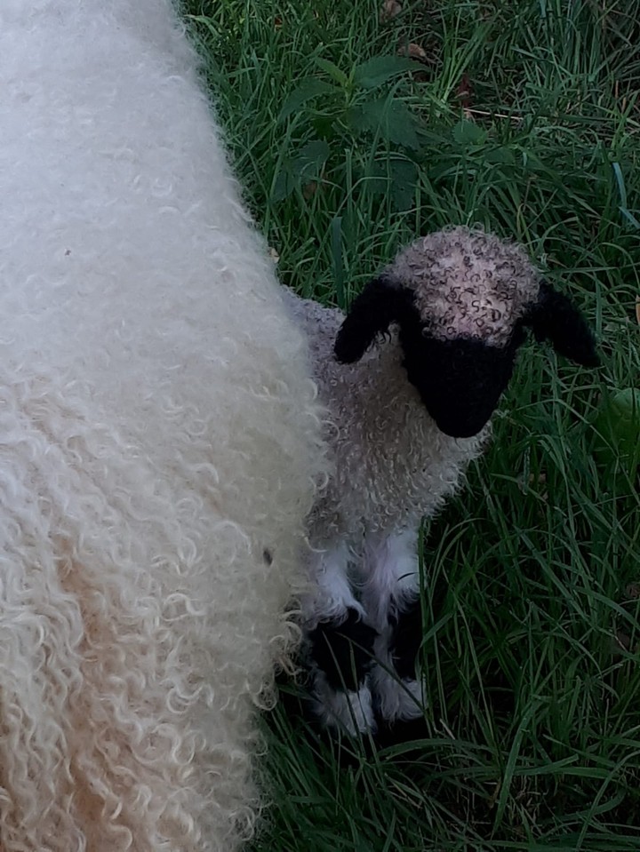 lamb