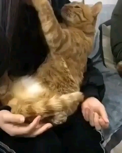 cate