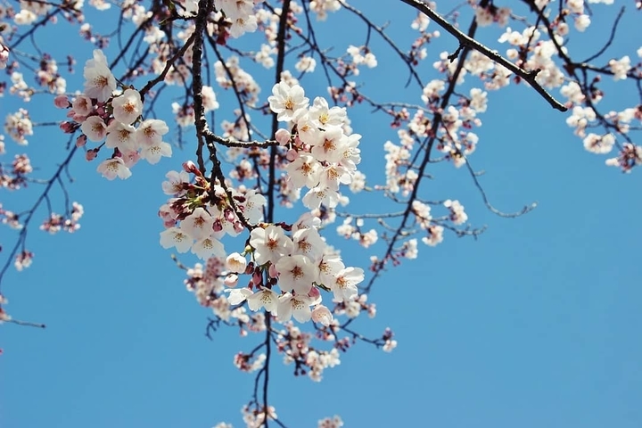 벚꽃