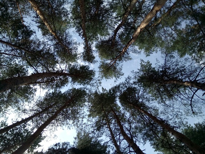 forest