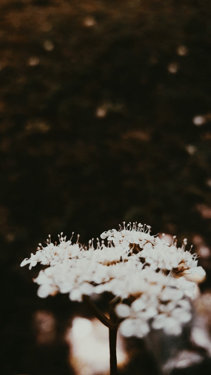 a rose