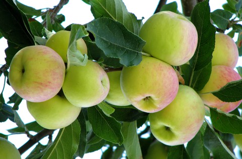 apple