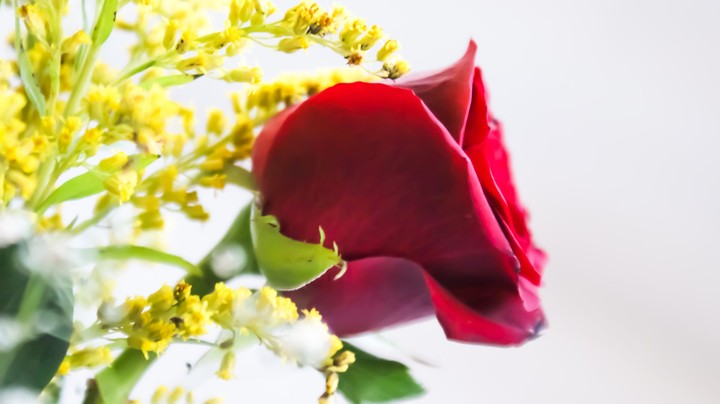 rose