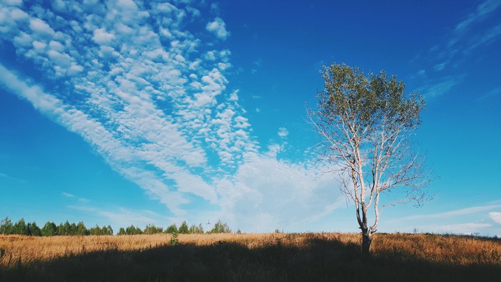 the tree