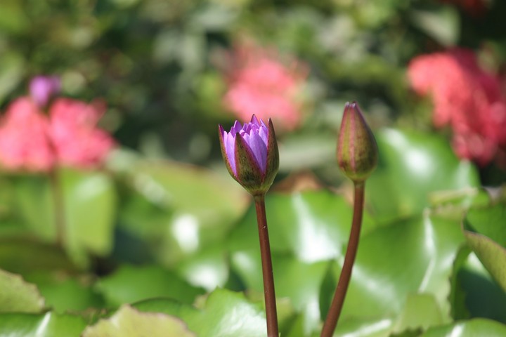lotus flower at garden, india.