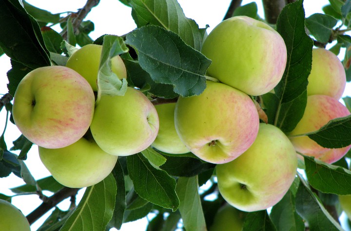 apple