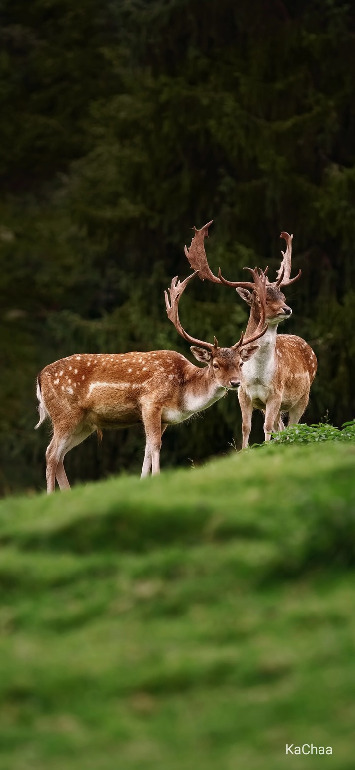 Animal