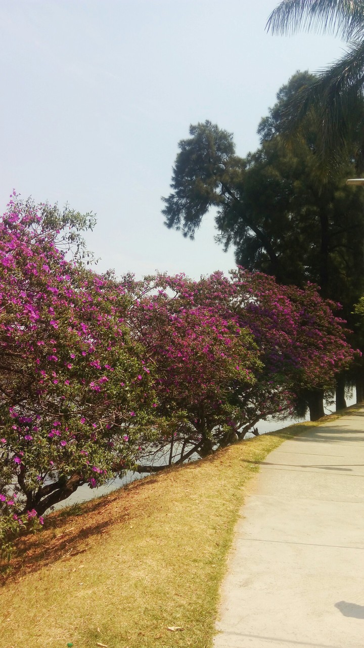 Purple Flowers