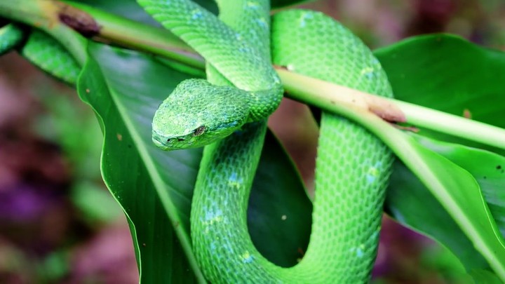 grn