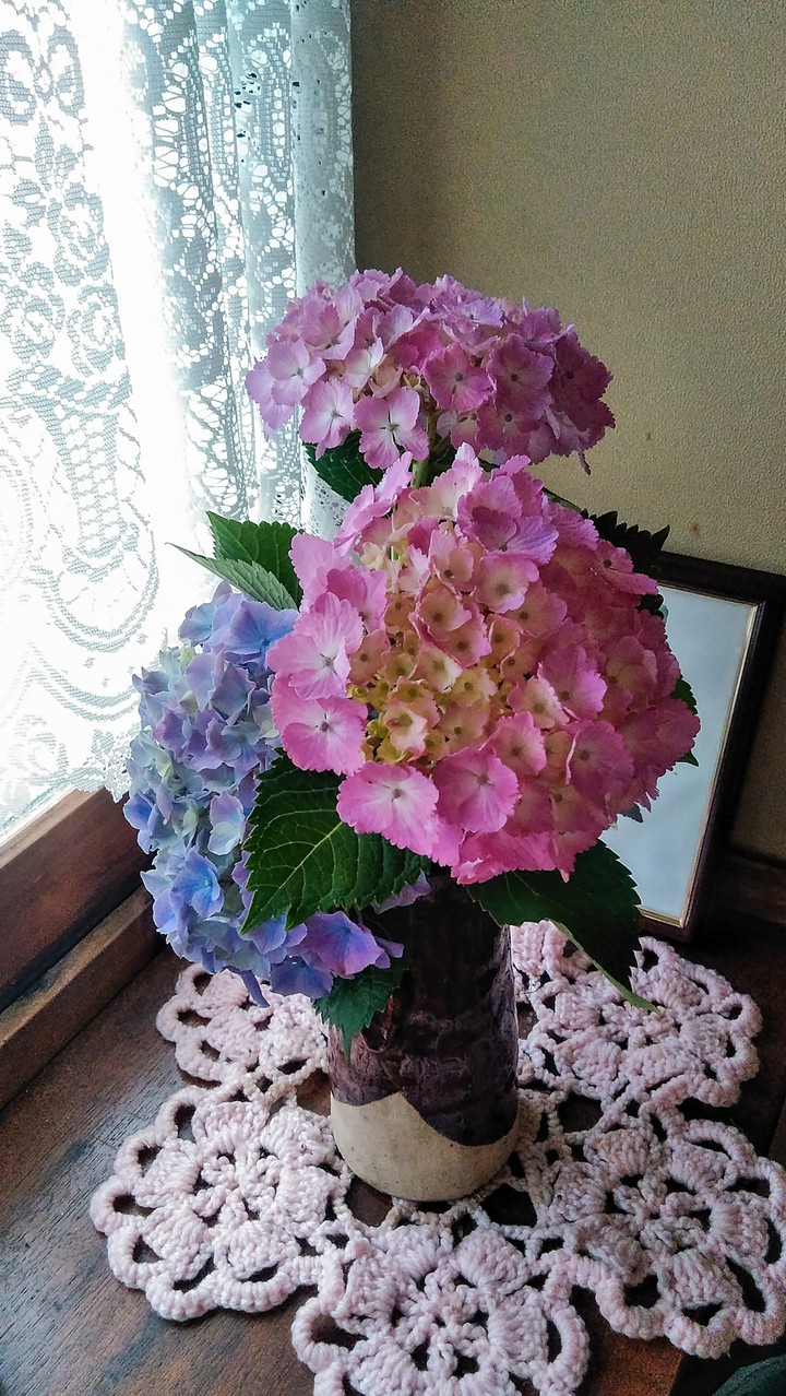 hydrangea