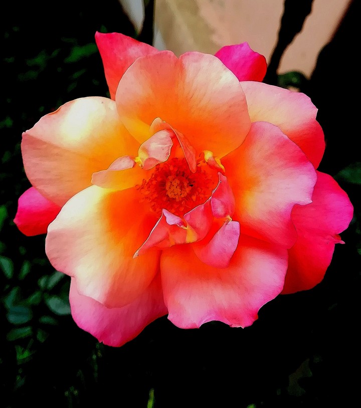 rose
