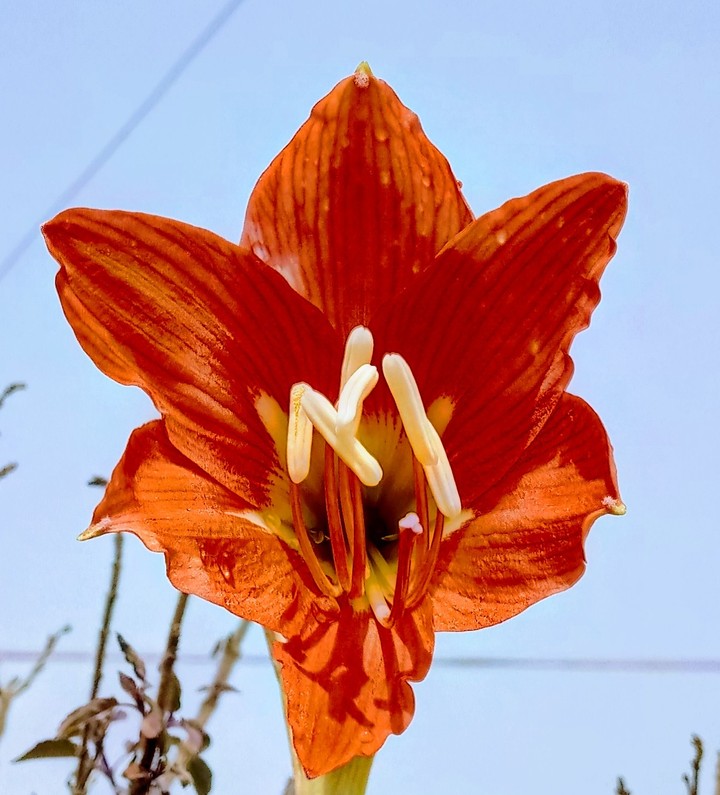 Flower