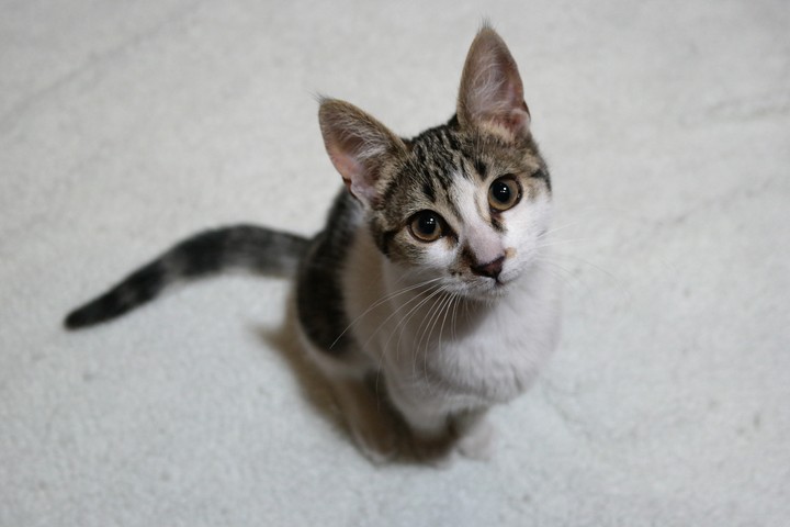 귀여운 고양이