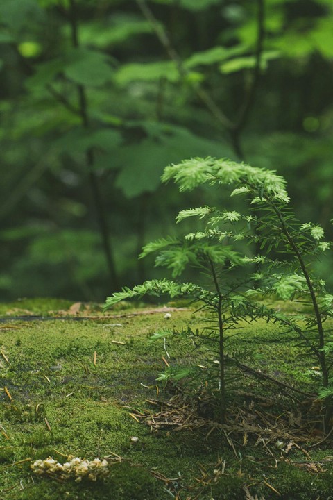 Greenery Forest #Wall_6