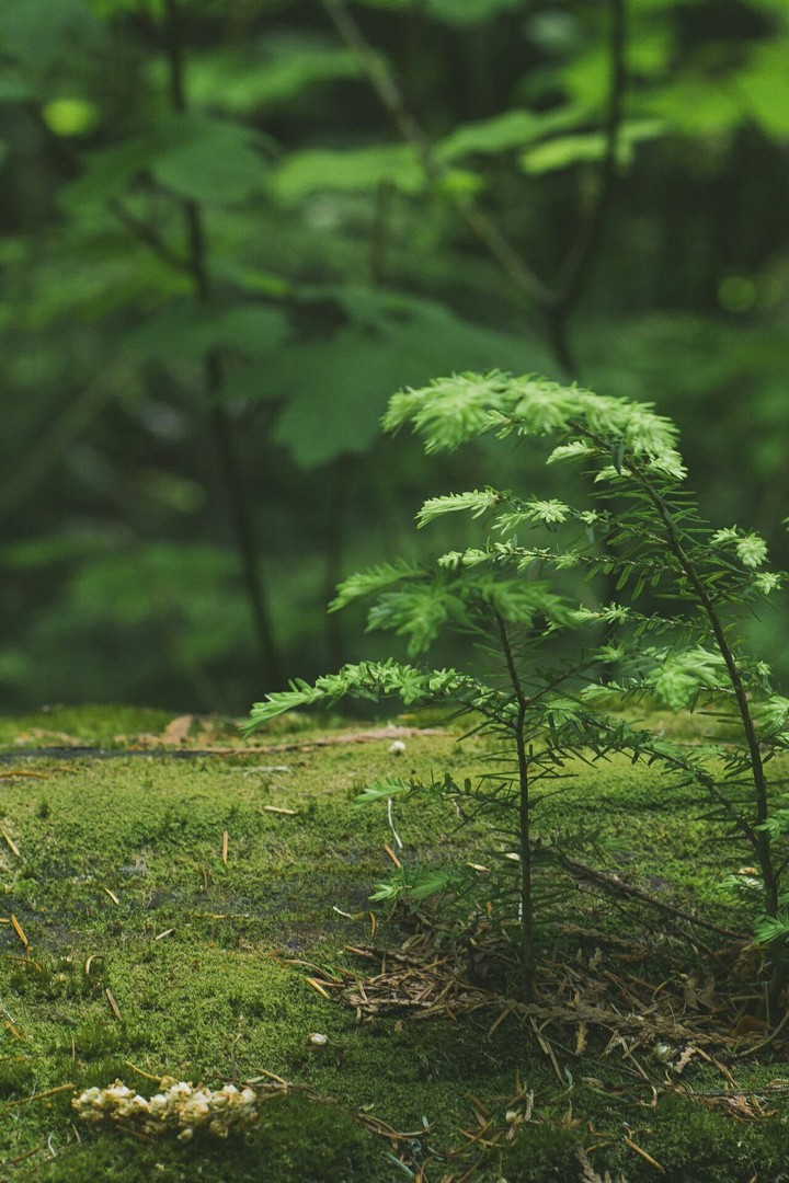 Greenery Forest #Wall_6