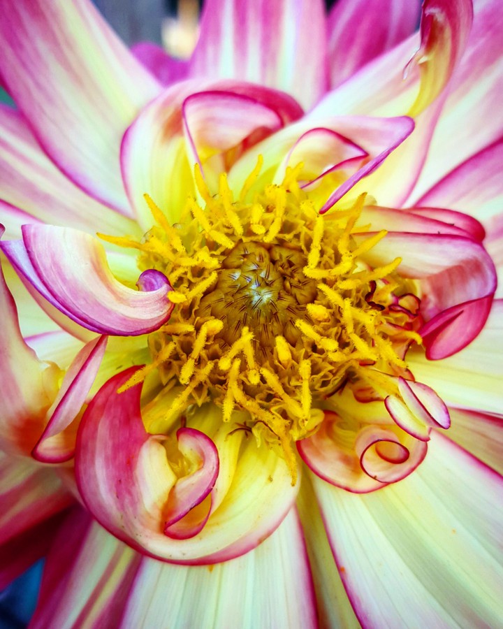 Sweet Swirls