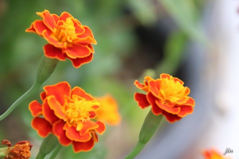тапети petal, Close-up