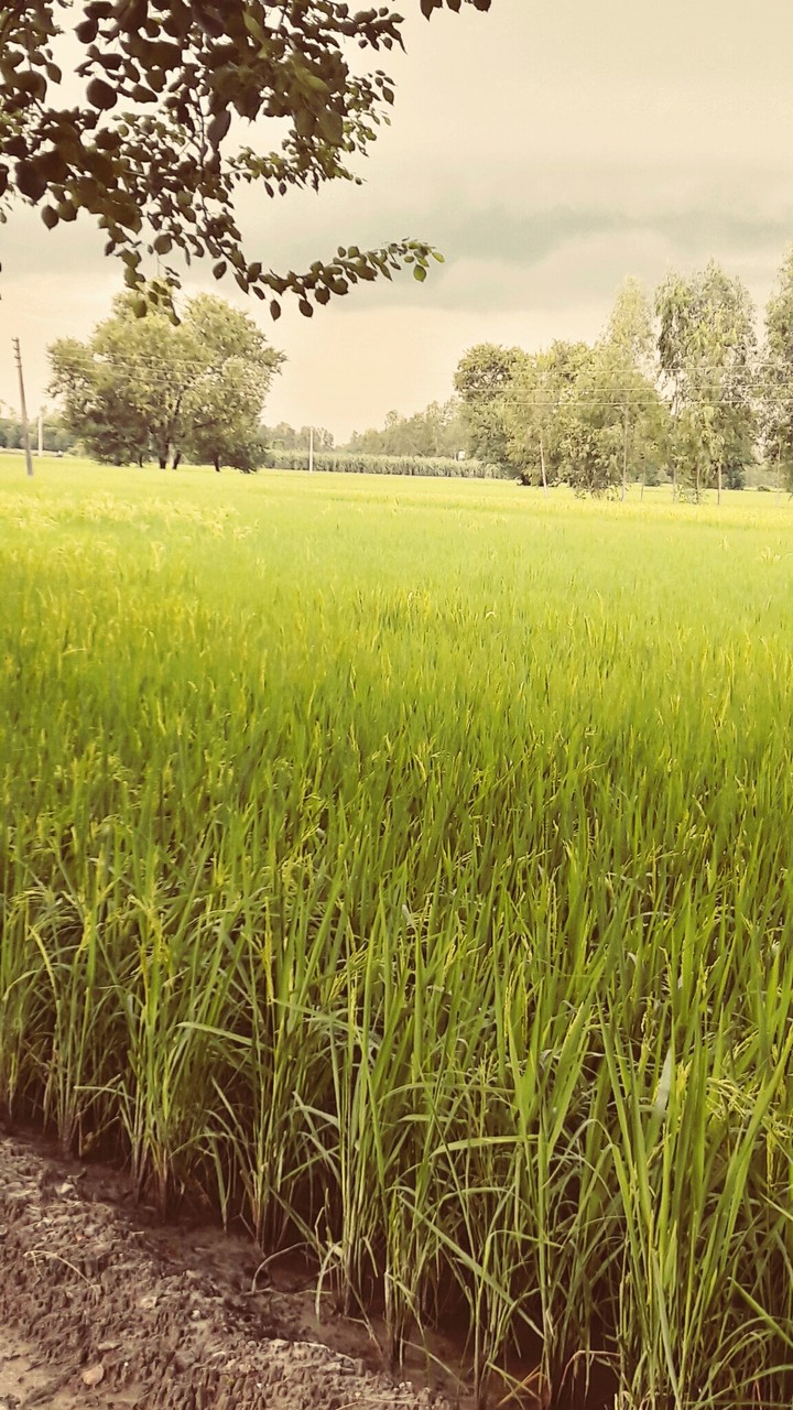 rice