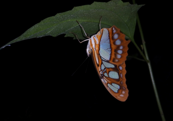 MARIPOSA DIURNA