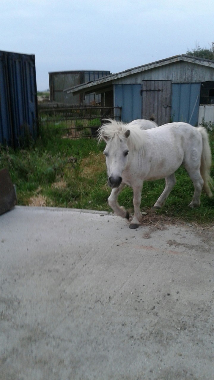horse