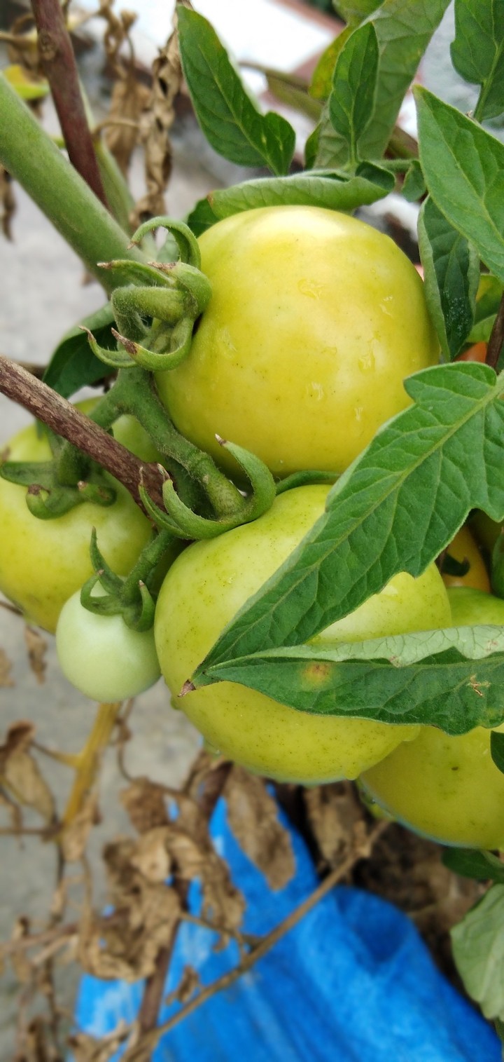 tomatoes