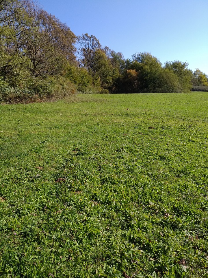 Beautiful meadow