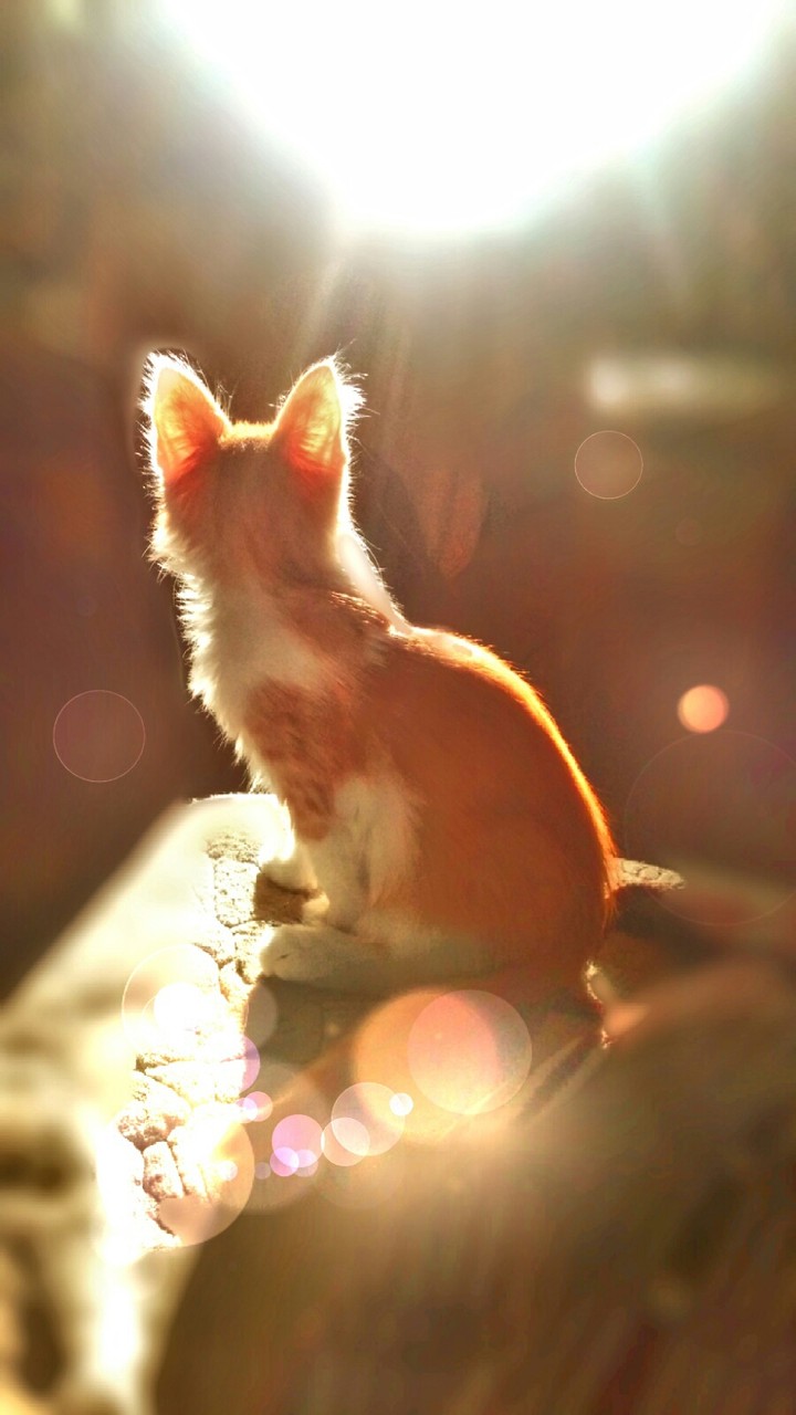 sunny Kimi