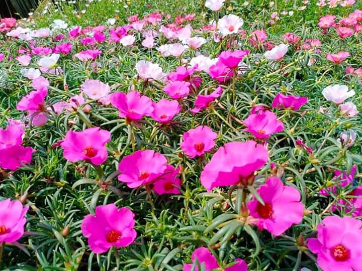 Purslane