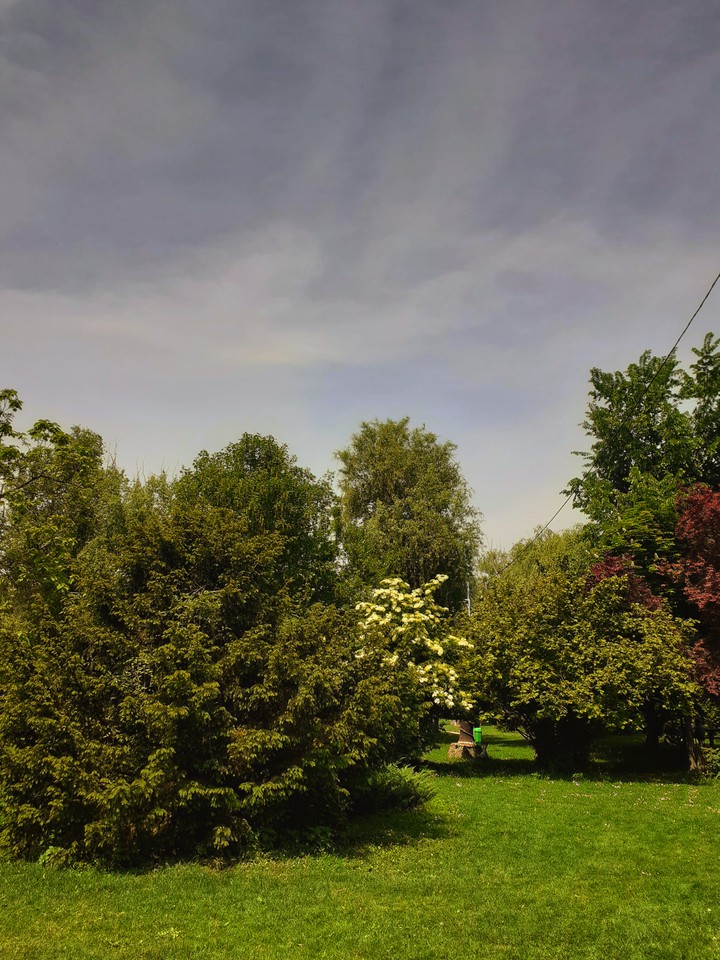 Trees