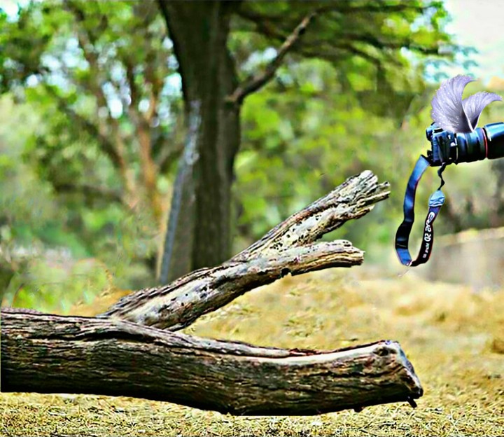 Dslr image