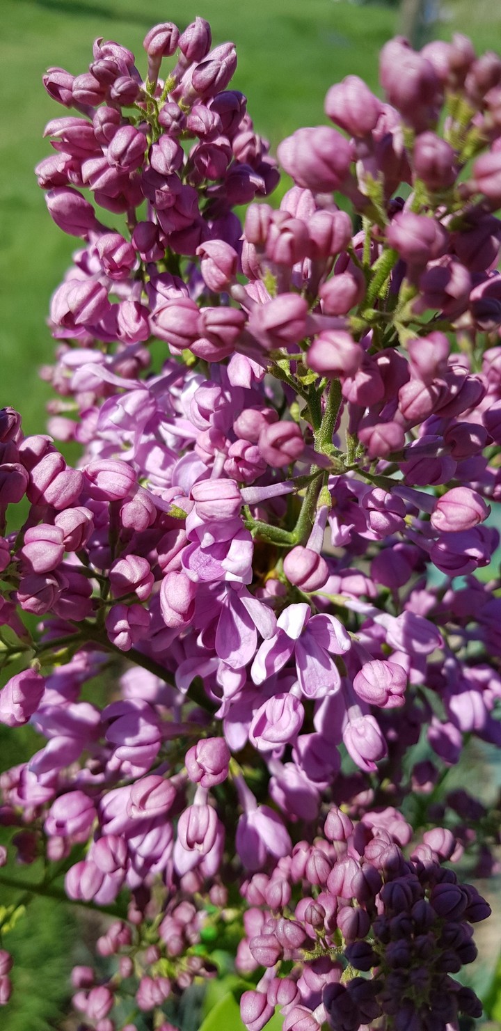 lilac