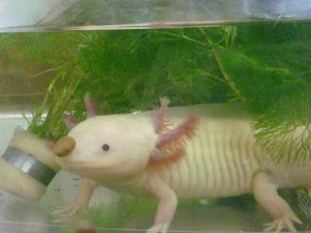 ウーパールーパー