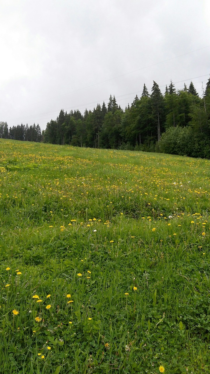 summer landscape