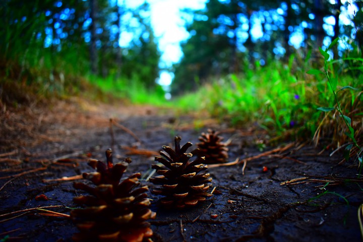 Nature