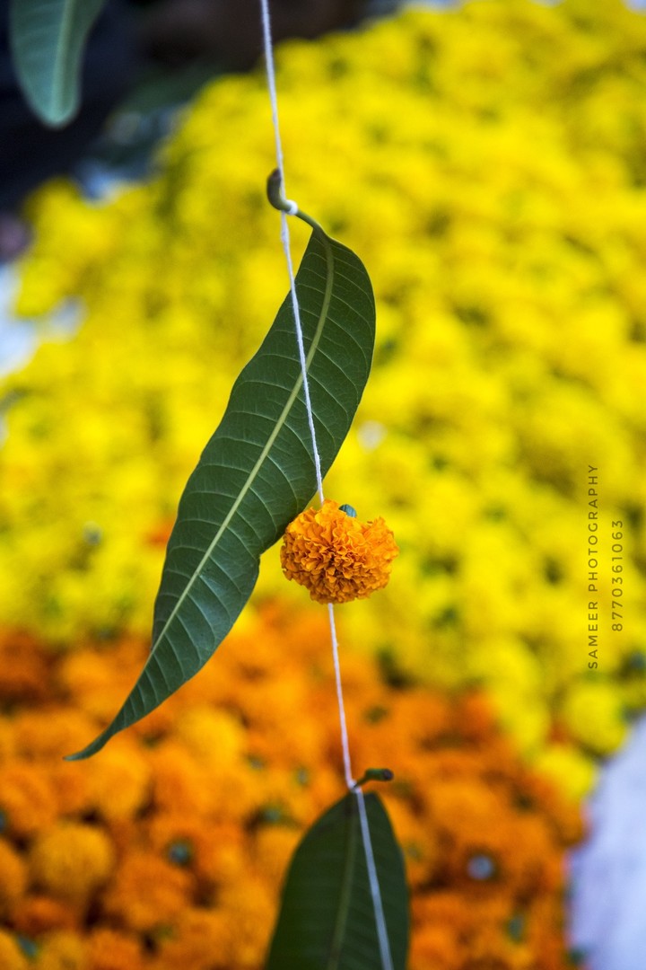 Flower