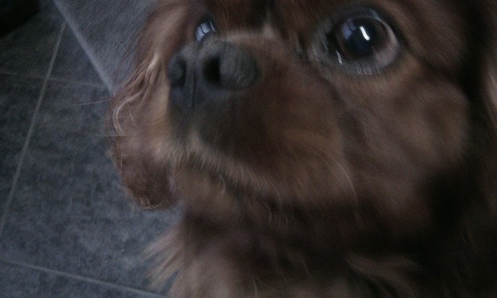 dog Crazy