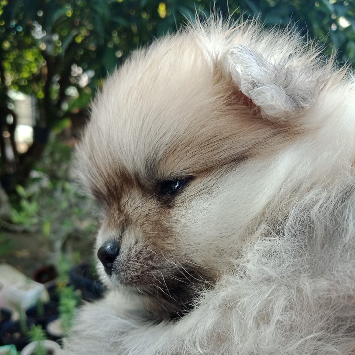 Dog