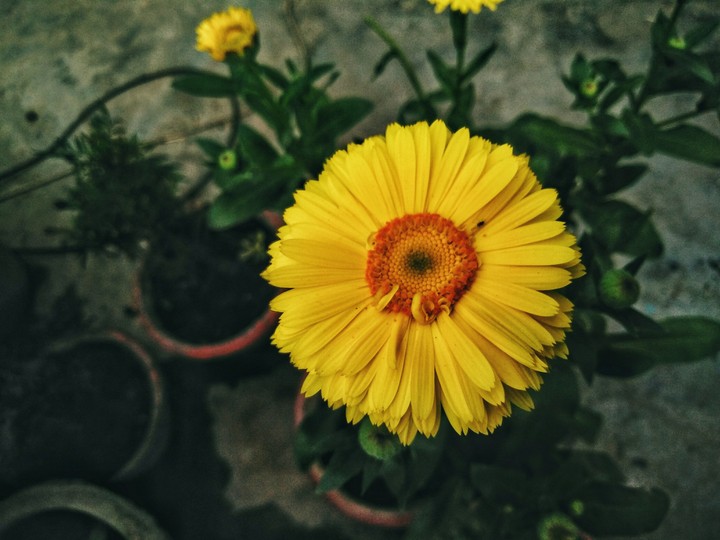shinning flower
