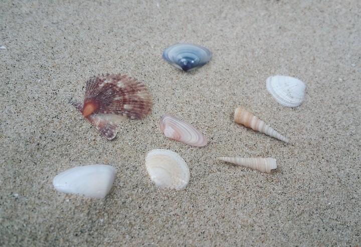 seashells