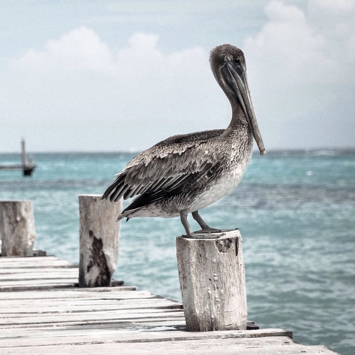 pelican