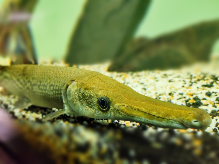 Crocfish