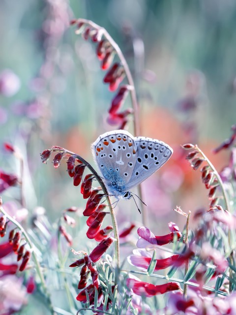 butterfly on flower