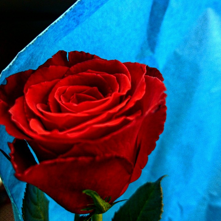 Rose