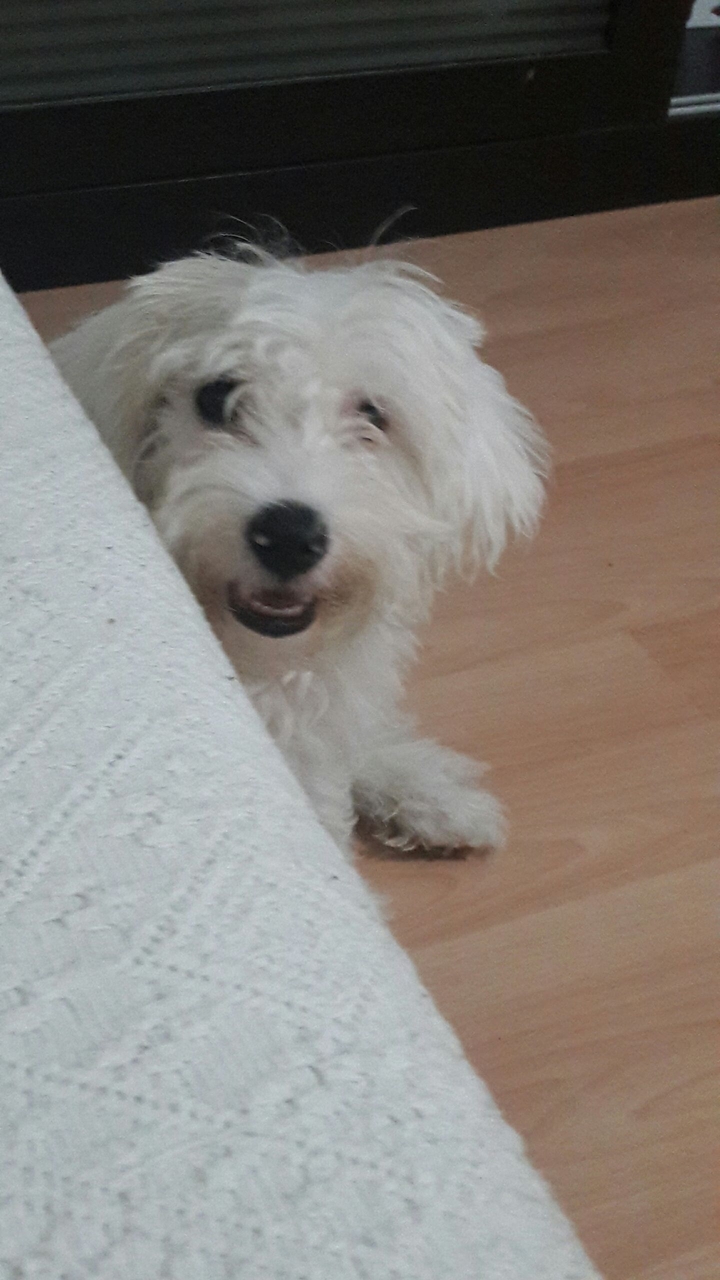 Köpek