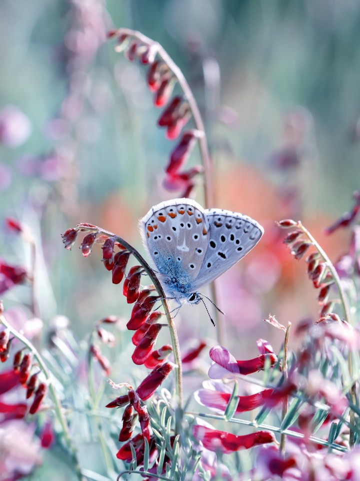 butterfly on flower