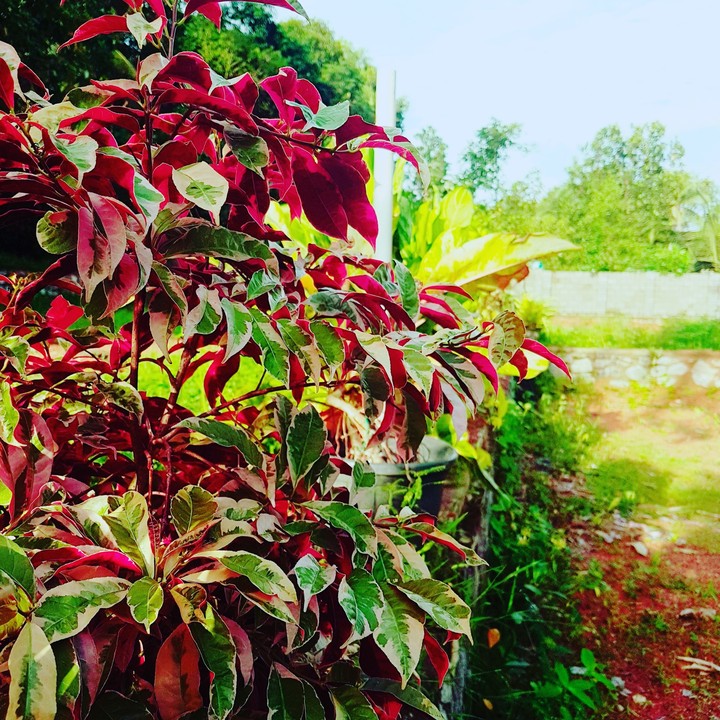 our garden