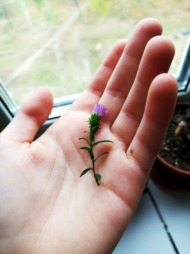 flowers