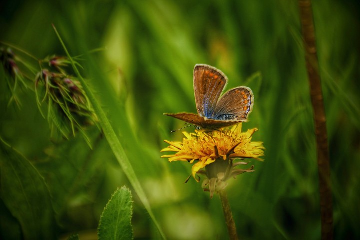 butterfly